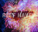 ReefHaven logo